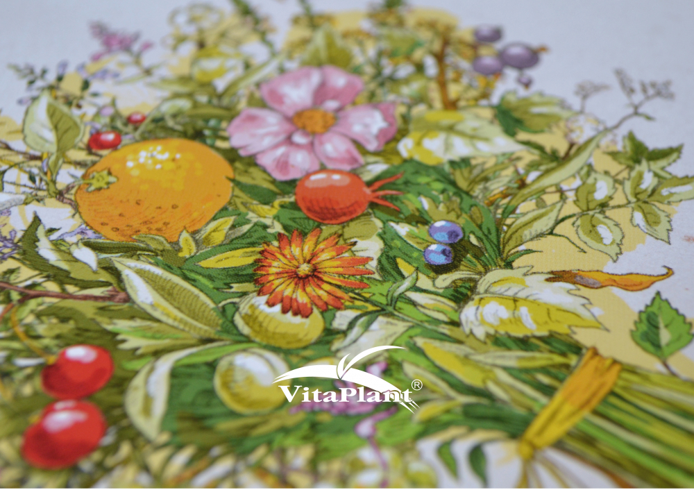«VitaPlant» herbal tea: illustrations for pharmaceutical company Natur Produkt